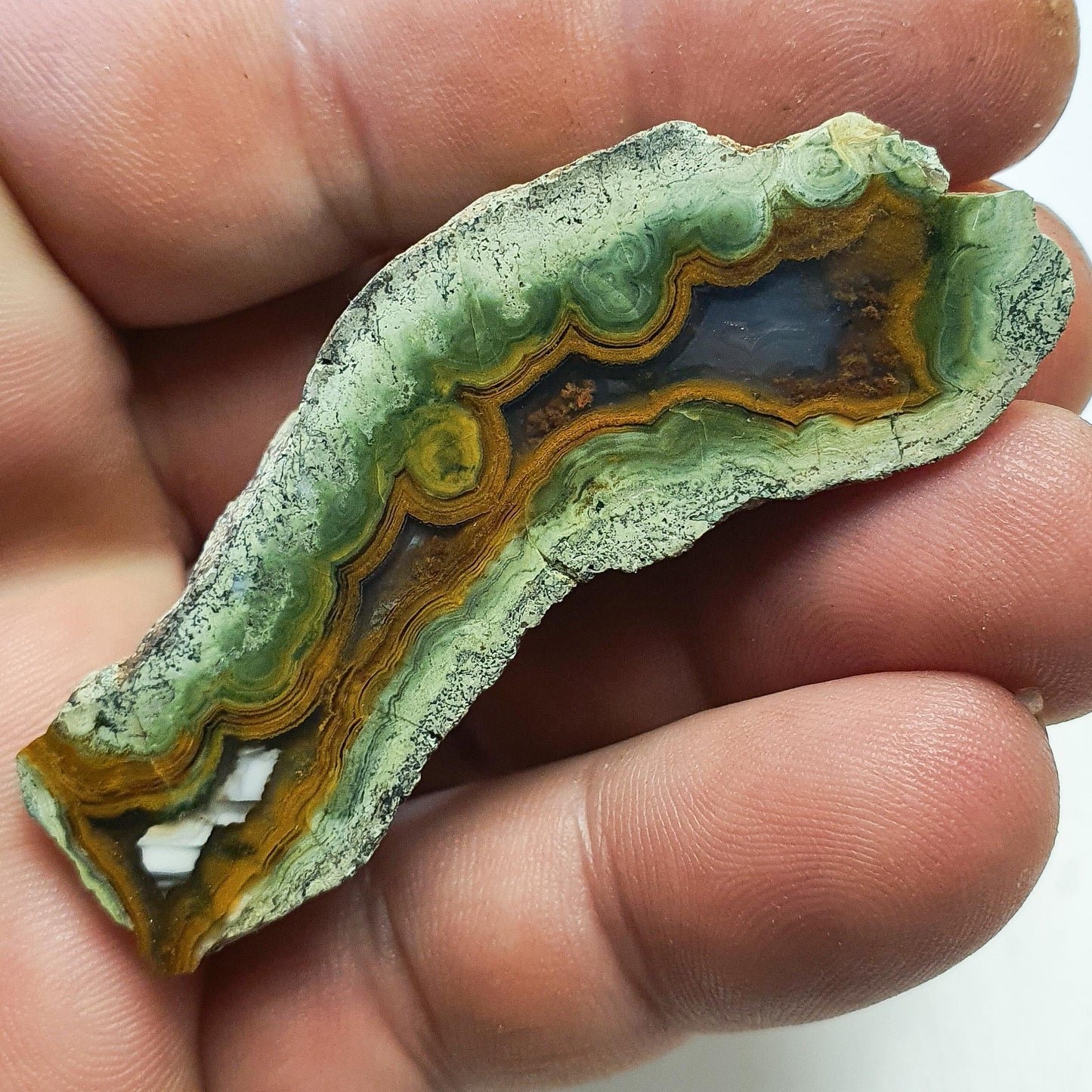 Agate orpheus